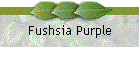 Fushsia Purple